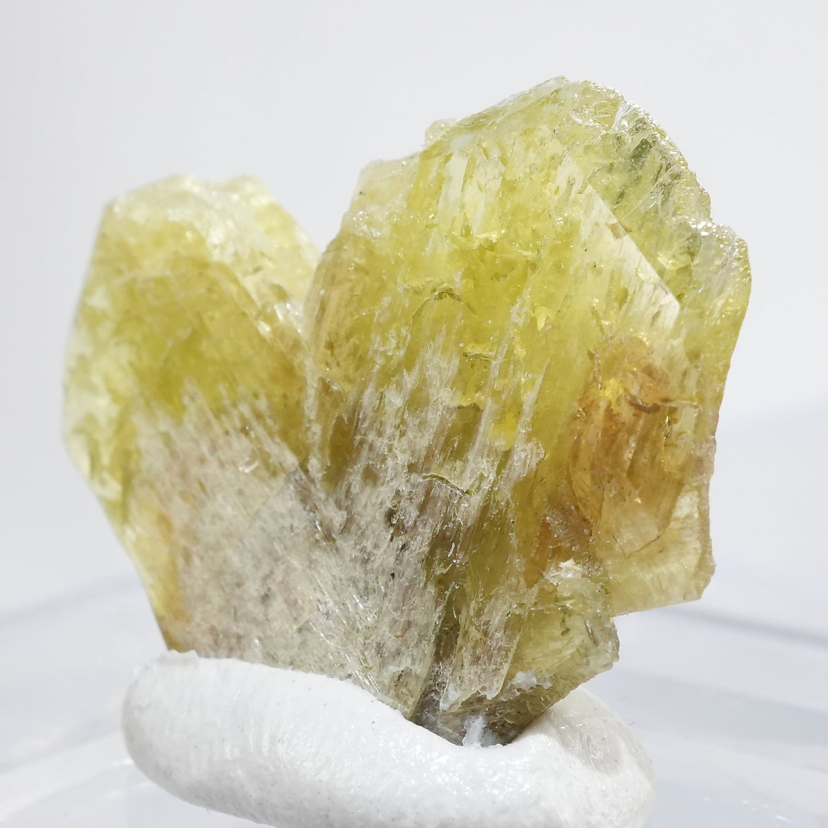 バタグルミ化石⑦ 東北大学総合学術博物館 on X