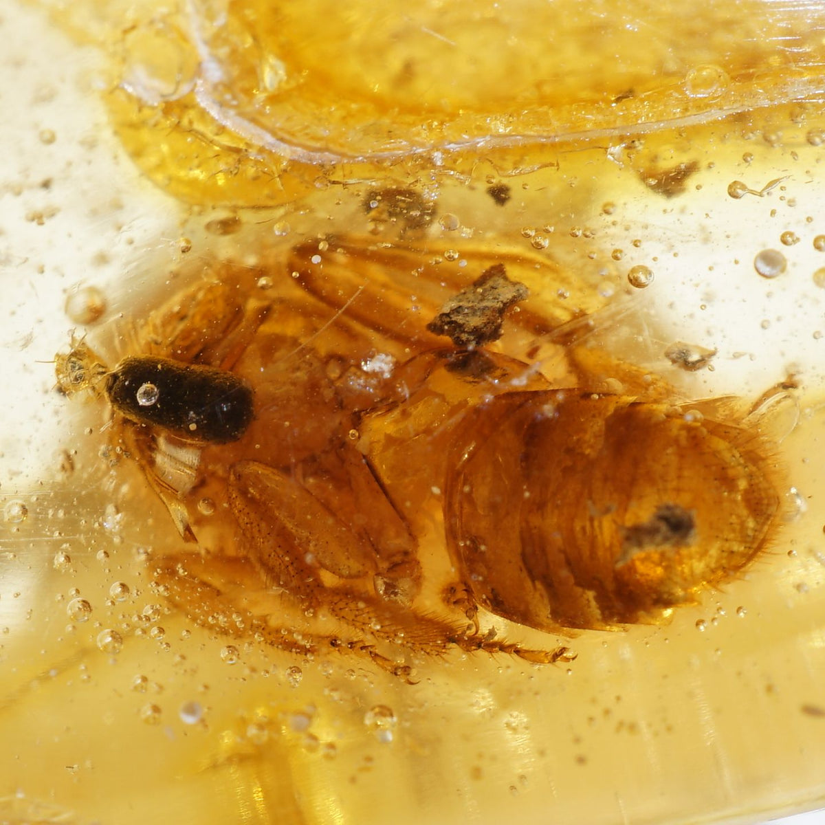 98029-c2_1200x1200.jpg?v=