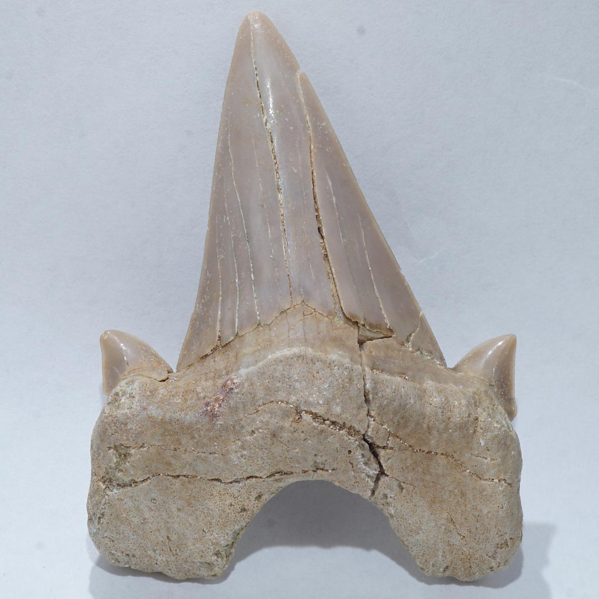 オトドゥス(絶滅古代サメ) 歯の化石（約54ミリ）＜天然石 化石 送料 