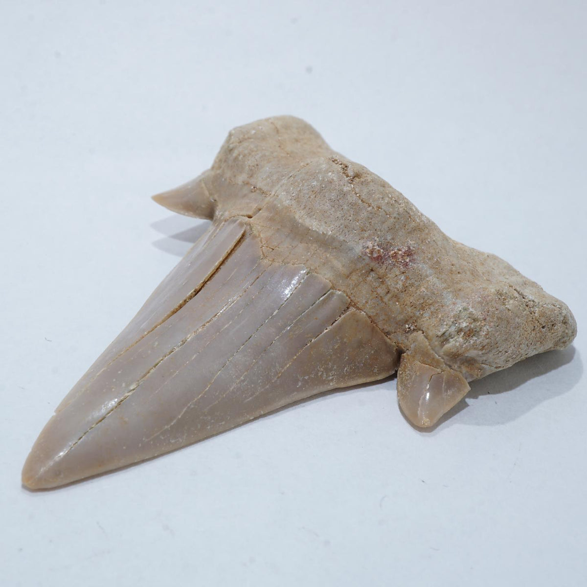 サメの歯 オトドゥス・7・（モロッコ産化石標本）