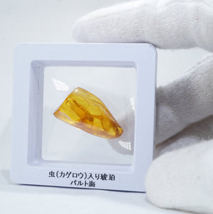 バルト海産 虫(カゲロウ)入り琥珀 約1.7g – 天然石ハッピーギフト