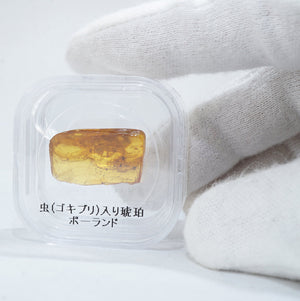 《貴重》ポーランド産 虫(ゴキブリ)入り琥珀 約25g