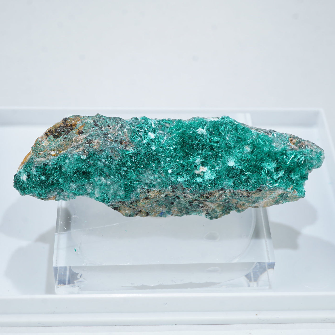 ゴンフォセラス化石 Gomphoceras モロッコ産 ゴンフォセラス化石 Gomphoceras モロッコ産 古生代に繁栄した