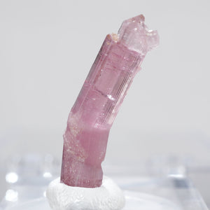 パキスタン産　エルバイト