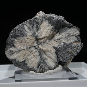 《蛍光》ロシア産 Chiastolite