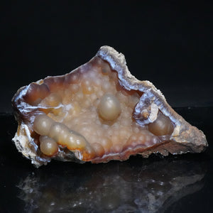 アメリカ フロリダ州産 Chalcedony after Fossil Coral