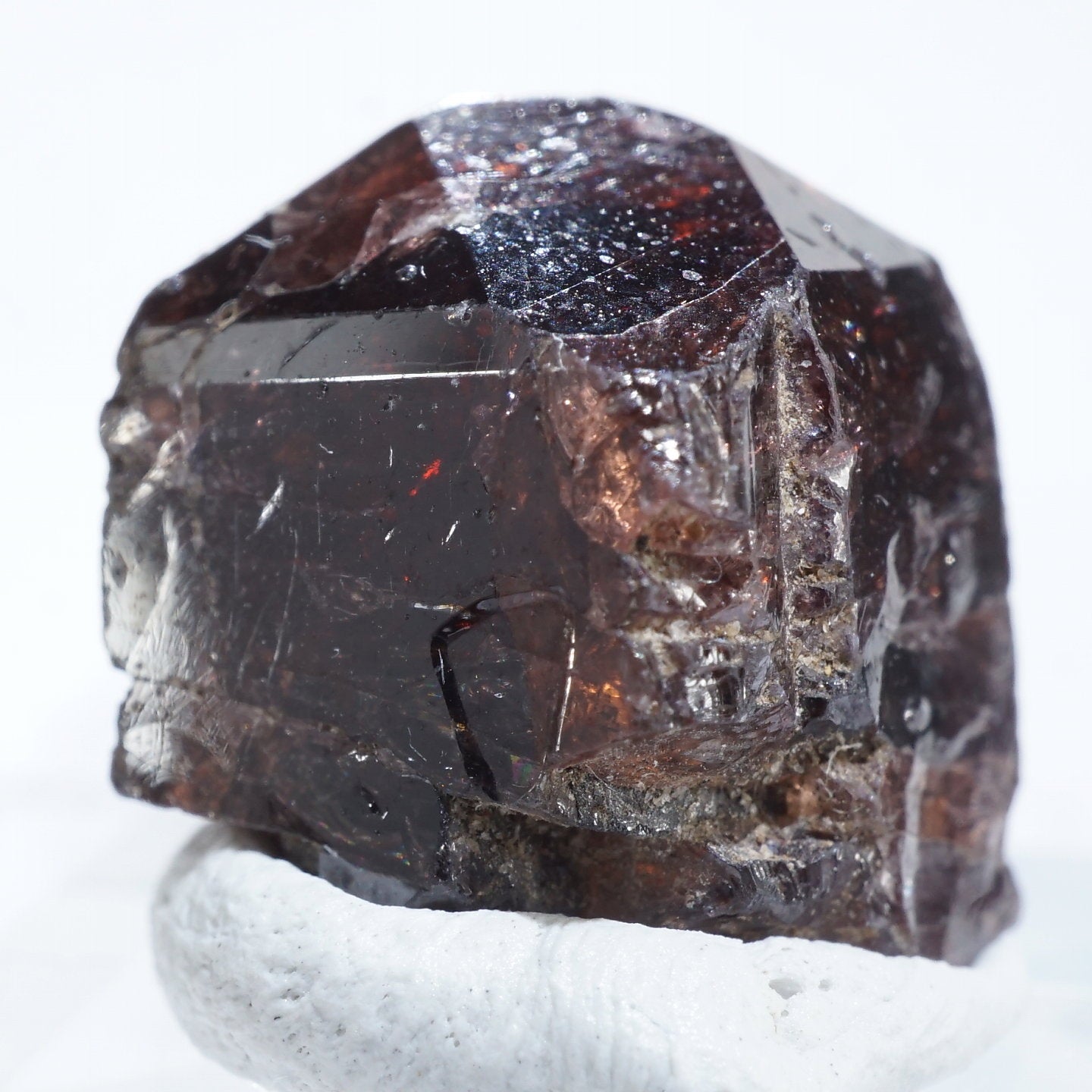 マダガカカル産 珍品ゾウムシ 17mm