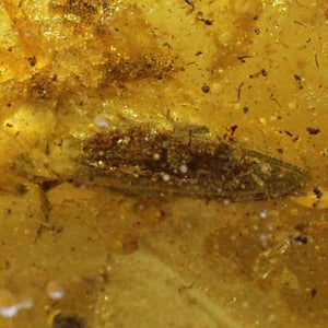 バルト海産 虫(甲虫)入り琥珀 約2.1g