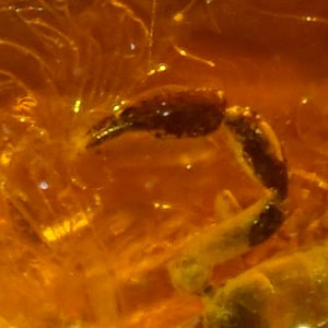 《貴重》バルト海産 虫(カニムシ)入り琥珀 約25g