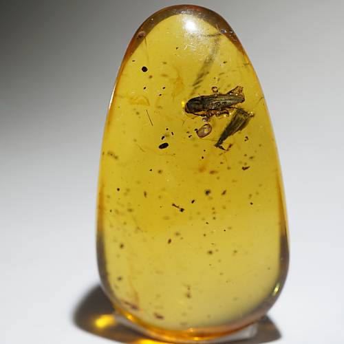 ミャンマー産虫(甲虫)入り琥珀 約5g – 天然石ハッピーギフト