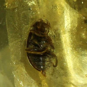 バルト海産 虫(甲虫)入り琥珀 約1.1g