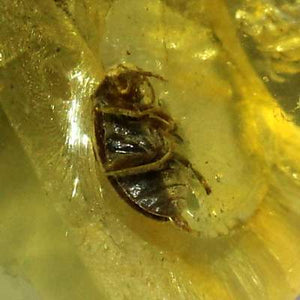 バルト海産 虫(甲虫)入り琥珀 約1.1g