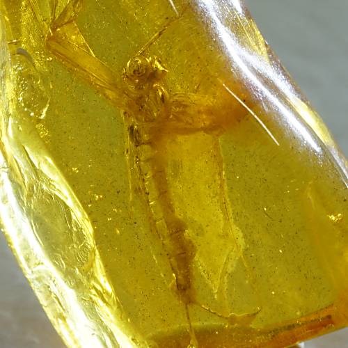 バルト海産　虫入り琥珀　12個セット　全て虫入り　本物保証　良いコンディション バルト海産 虫入り琥珀 12個セット 全て虫入り 本物保証 良い