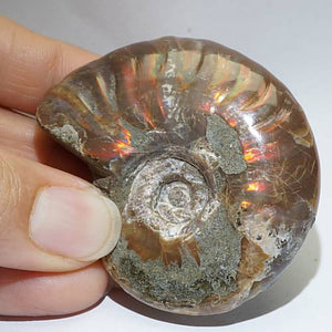 遊色アンモナイト (クリオニセラス) 化石 約42ｇ