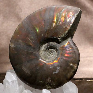 遊色アンモナイト (クリオニセラス) 化石 約72ｇ