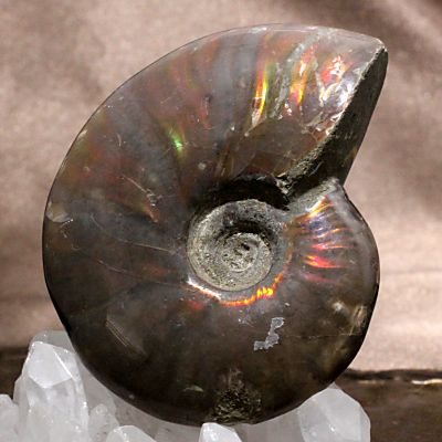 アンモナイト　クリオニセラス　遊色・3-3・5g（マダガスカル産化石標本）