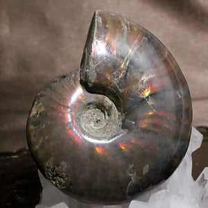 遊色アンモナイト (クリオニセラス) 化石 約72ｇ