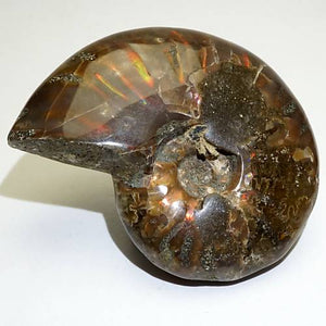 遊色アンモナイト (クリオニセラス) 化石 約30ｇ