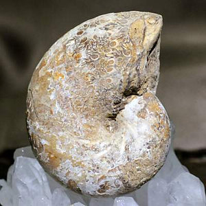 アンモナイト 化石 約53g