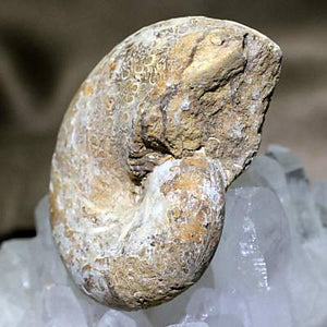 アンモナイト 化石 約53g