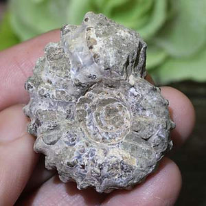 マダガスカル産 アンモナイト（ドゥビレイセラス）化石 約22g