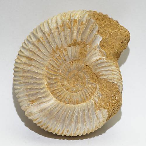 アンモナイト（ペリスフィンクテス）化石 約51g
