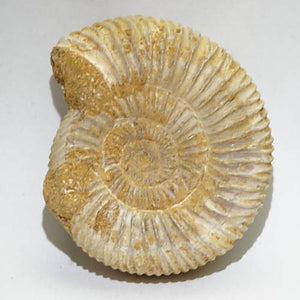 アンモナイト（ペリスフィンクテス）化石 約51g