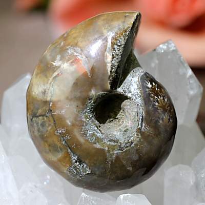 遊色アンモナイト(デスモセラス)化石 約18.6g＜天然石 化石