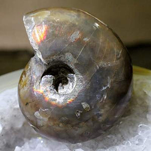遊色アンモナイト(デスモセラス)化石 約23.7ｇ