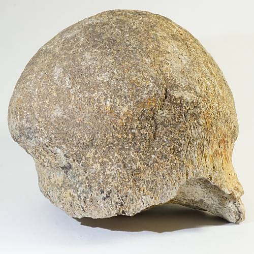 大珍品〉証明書付きトリケラトプス 頭蓋骨後頭部の化石＜天然石 化石
