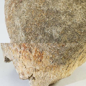 〈大珍品〉証明書付きトリケラトプス 頭蓋骨後頭部の化石