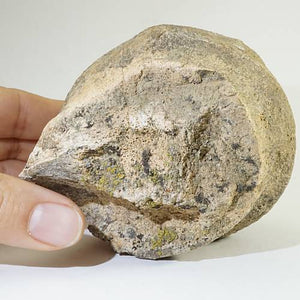 〈大珍品〉証明書付きトリケラトプス 頭蓋骨後頭部の化石