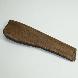 《証明書付き》エドモントサウルス 椎骨の化石 約106ミリ