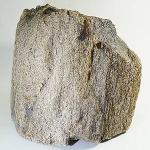 〈大珍品〉証明書付き トリケラトプス 角の化石