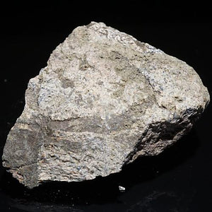 トリケラトプス 骨の化石(約36ミリ)