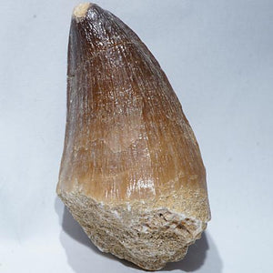 モササウルス 歯の化石（約46ミリ）