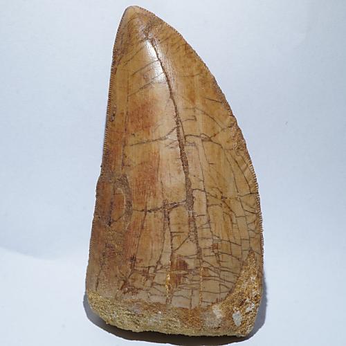 《上質品》カルカロドントサウルス 歯の化石（約70ミリ）