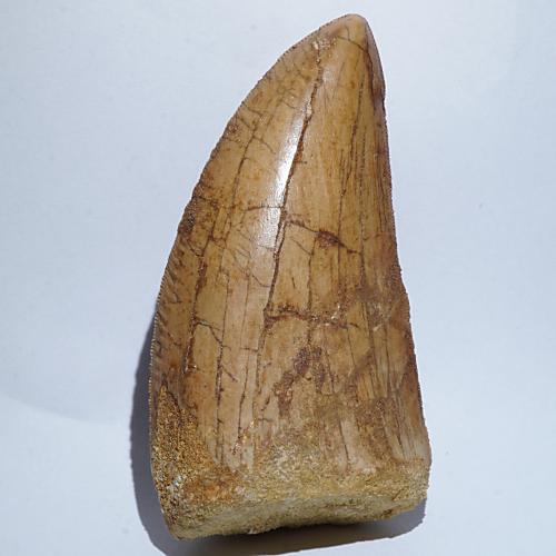 カルカロドントサウルス 歯の化石 モロッコ産 73.83mm(ca23)-