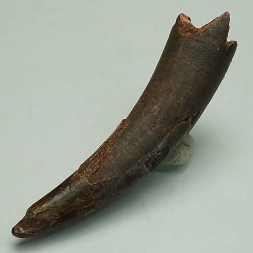 翼竜の歯　化石 翼竜(シロッコペリクス)の歯の化石 約42ミリ＜天然石 化石 送料