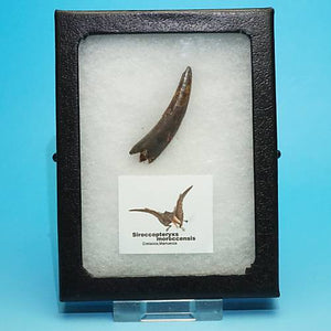 翼竜(シロッコペリクス)の歯の化石 約42ミリ