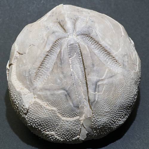 ハンガリー産 ぶんぶくちゃがまウニの化石 約177g＜天然石 化石 送料