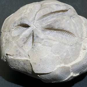 ハンガリー産 ぶんぶくちゃがまウニの化石 約177ｇ