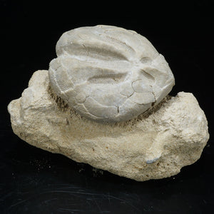 ハンガリー産 ぶんぶくちゃがまウニの化石