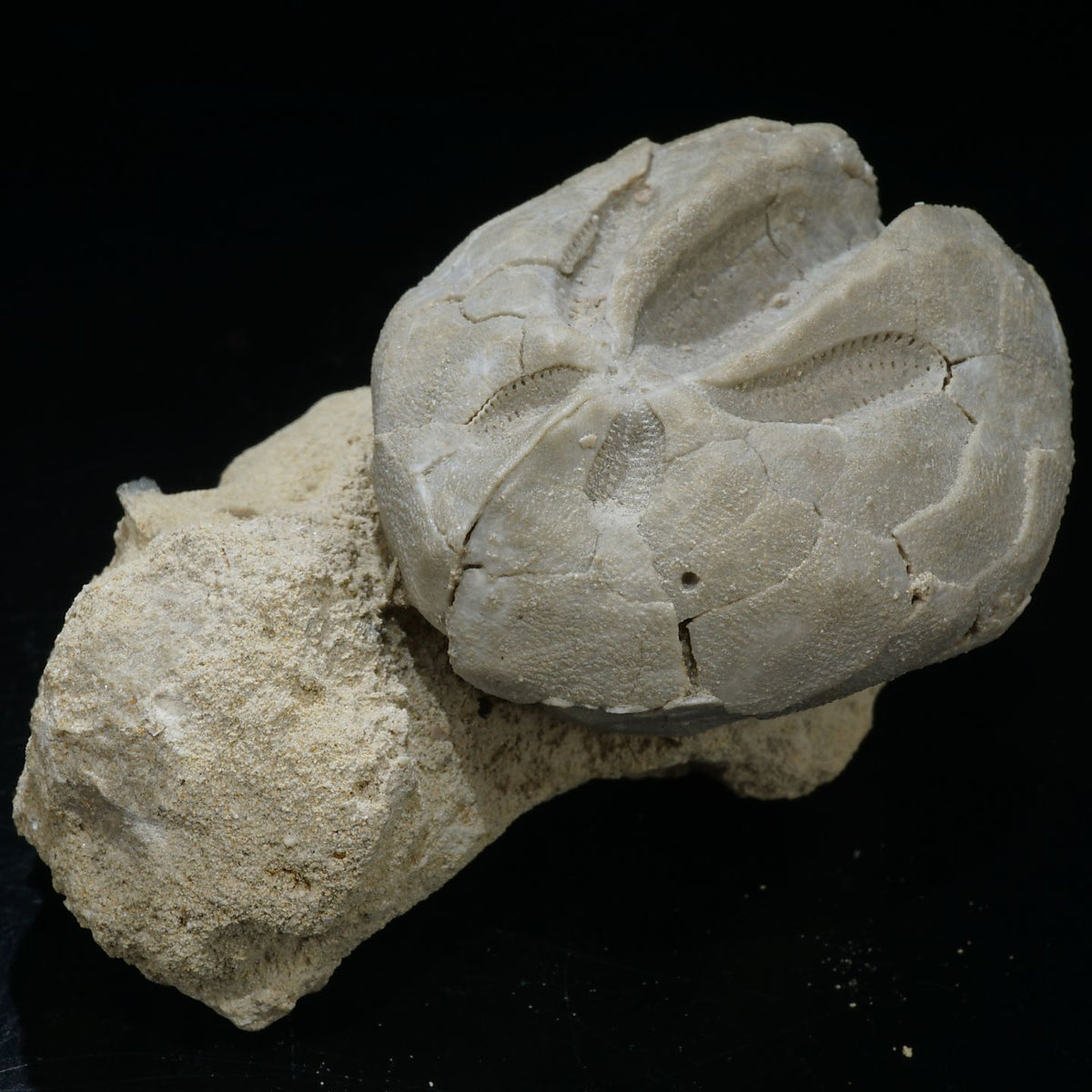 98032-c2_1200x1200.jpg?v=