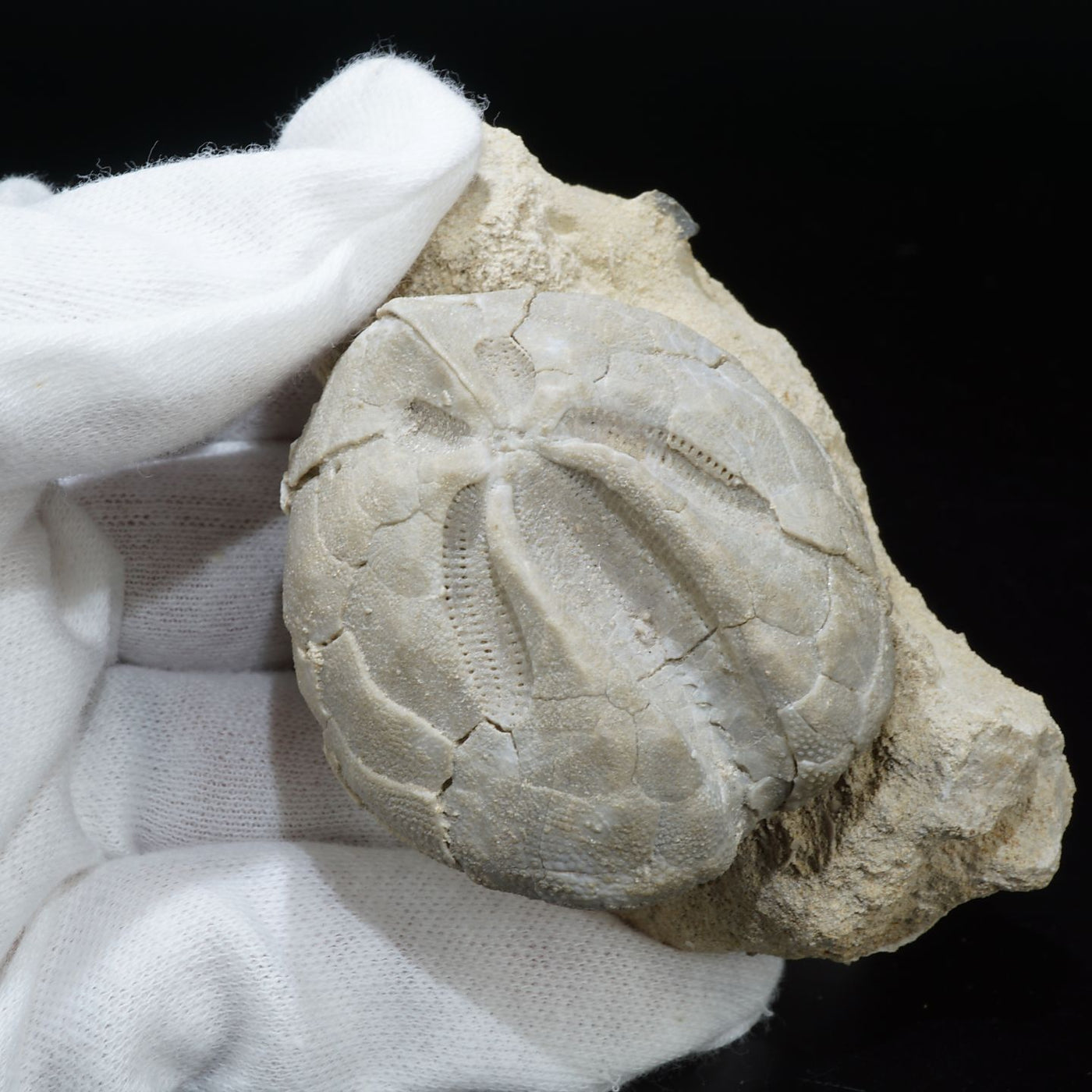 ハンガリー産 ぶんぶくちゃがまウニの化石 約177ｇ＜天然石 化石 送料 ...