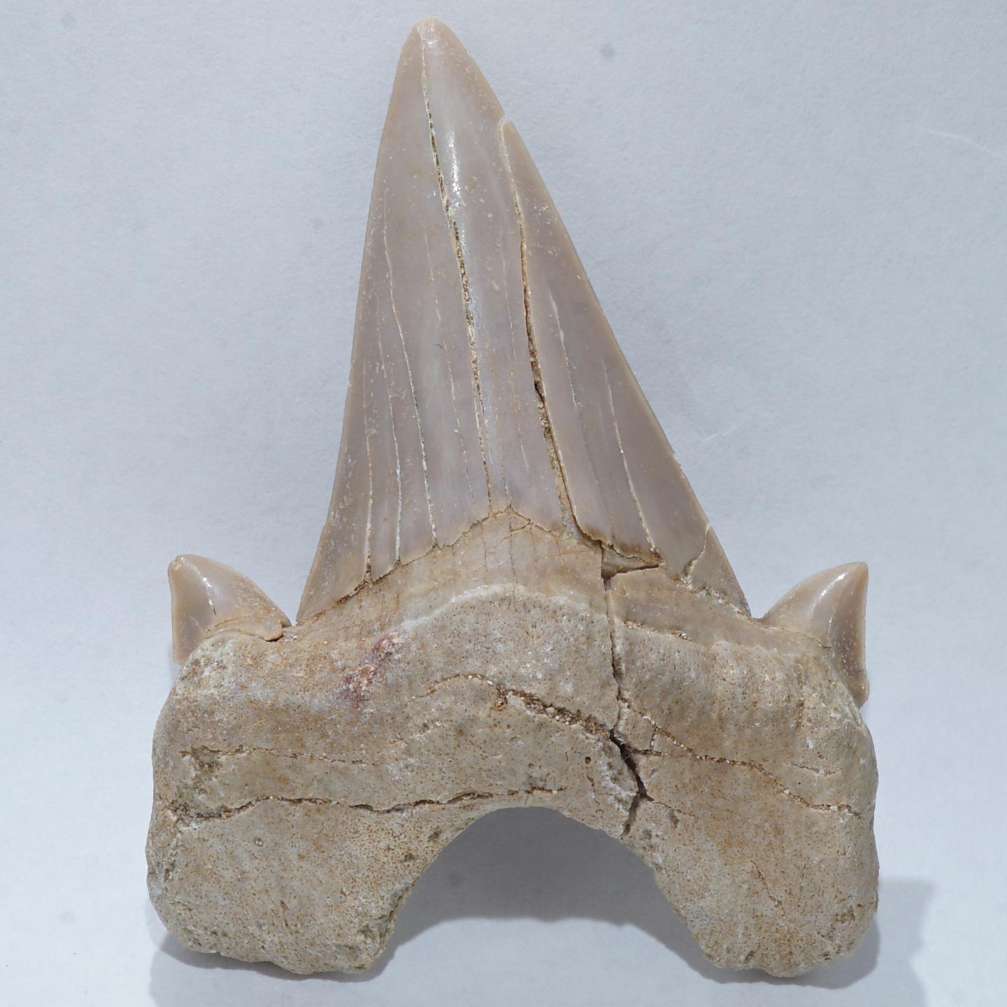 サメの歯 オトドゥス・10・（モロッコ産化石標本）