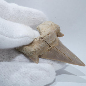 オトドゥス(絶滅古代サメ) 歯の化石（約52ミリ）