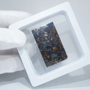 ロシア産 パラサイト隕石(Seymchan）