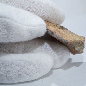 ティラノサウルス 体の骨の化石(肋骨または脚部の一部）