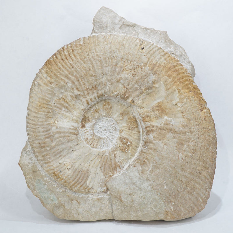 98052-c1_800x.jpg?v=1651823013